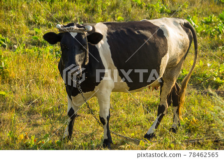 Cow on the pasture 78462565