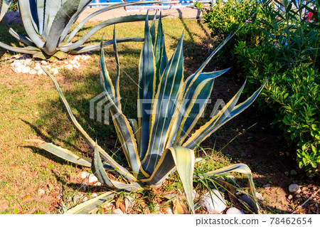 Agave tequilana, commonly called blue agave (agave azul) or tequila agave 78462654