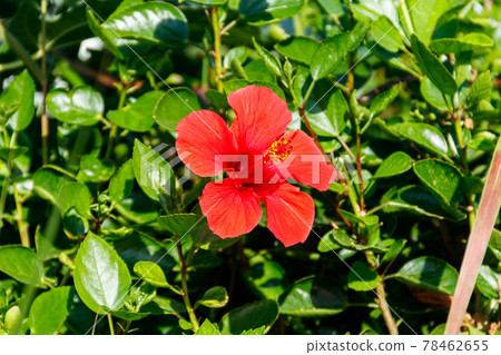 Red Hibiscus flowers (China rose, Chinese hibiscus, Hawaiian hibiscus) in the tropical garden Red Hibiscus flowers (China rose, Chinese hibiscus, Hawaiian hibiscus) in the tropical garden 78462655