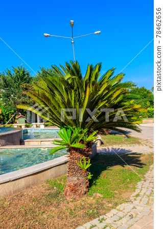 Pygmy date palm trees (Phoenix roebelenii) in city park in Kemer, Turkey Pygmy date palm trees (Phoenix roebelenii) in city park in Kemer, Turkey 78462656