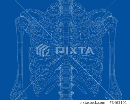 Skeleton of a human chest. Vector 78463191