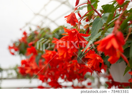 Beautiful red flowers in modern large greenhouse.  78463381