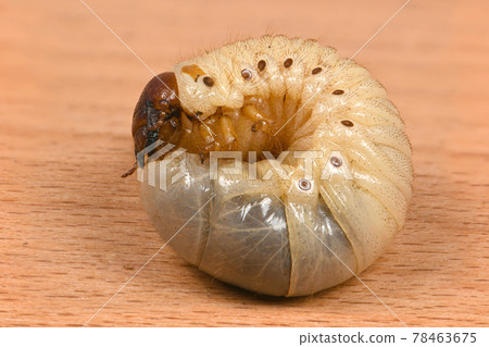 Larva of a rhinoceros beetle Larva of a rhinoceros beetle 78463675