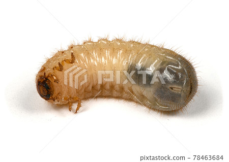 Larva of a may beetle Larva of a may beetle 78463684