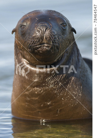 Sea Lion , Patagonia, Argentina Sea Lion , Patagonia, Argentina 78464547