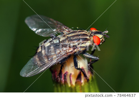 Flesh Fly of the Family Sarcophagidae in macro view 78464637