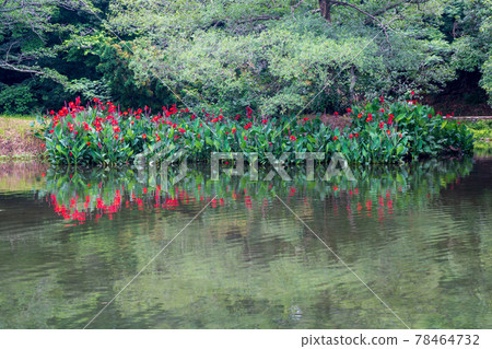 Hakenomiya Park with beautiful water that blooms during the rainy season Hakenomiya Park with beautiful water that blooms during the rainy season 78464732