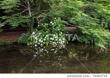 雨季盛開的美麗水景箱之宮公園 雨季盛開的美麗水景箱之宮公園 78464744