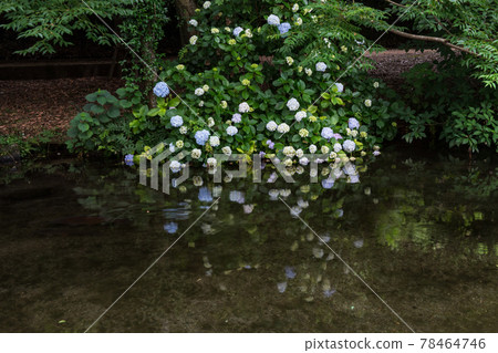 雨季盛開的美麗水景箱之宮公園 78464746