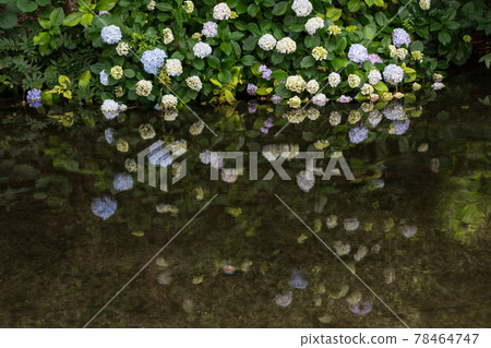 雨季盛開的美麗水景箱之宮公園 雨季盛開的美麗水景箱之宮公園 78464747