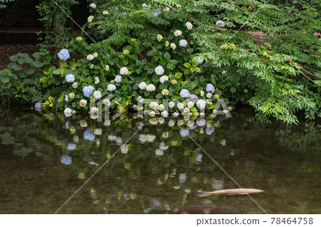 Hakenomiya Park with beautiful water that blooms during the rainy season Hakenomiya Park with beautiful water that blooms during the rainy season 78464758