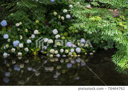 Hakenomiya Park with beautiful water that blooms during the rainy season Hakenomiya Park with beautiful water that blooms during the rainy season 78464762