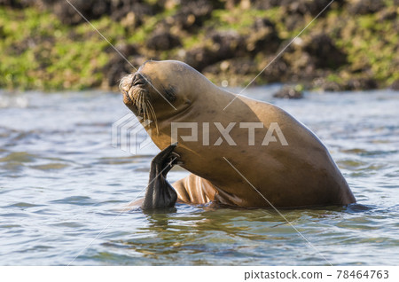 Sea Lion , Patagonia, Argentina Sea Lion , Patagonia, Argentina 78464763