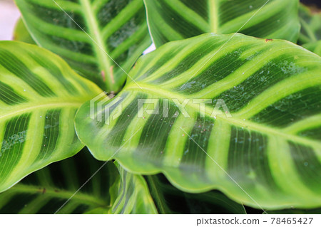 Macro view of the leaves on a zebrina calathea plant Macro view of the leaves on a zebrina calathea plant 78465427