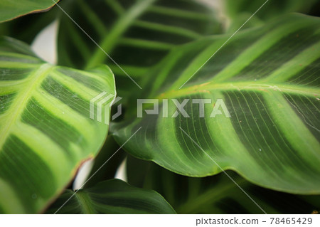 Macro view of the leaves on a zebrina calathea plant Macro view of the leaves on a zebrina calathea plant 78465429