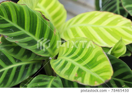 Macro view of the leaves on a zebrina calathea plant Macro view of the leaves on a zebrina calathea plant 78465430