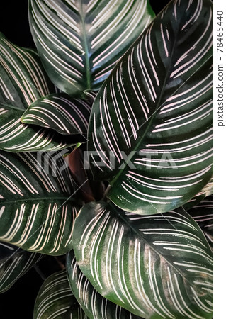 Macro view of the leaves on a pinstripe calathea plant 78465440