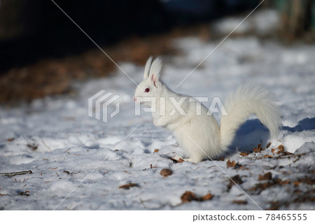 White squirrel 78465555