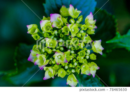 Hydrangea (hydrangea), late May 78465630