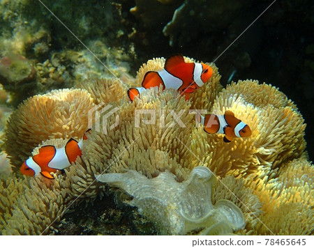 Anemone fish family hiding in sea anemones 78465645