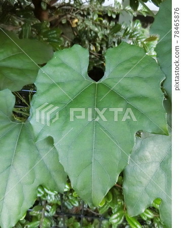 Kikarasuuri leaf high angle Kikarasuuri leaf high angle 78465876