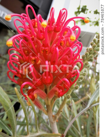 刷樹紅色的花朵 78465877