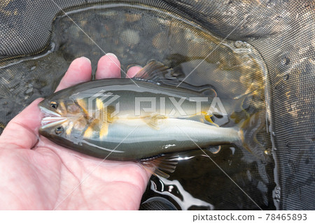 新鮮的新鮮ayu 78465893