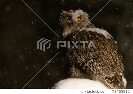 Forest God Shima Owl 78465912