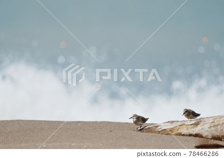 A flock of red-necked stints I met at the beach (Hokkaido) A flock of red-necked stints I met at the beach (Hokkaido) 78466286