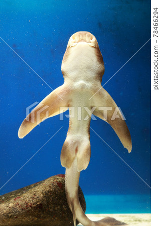 Bullhead shark cat shark turban shell split shark shark Bullhead shark cat shark turban shell split shark shark 78466294