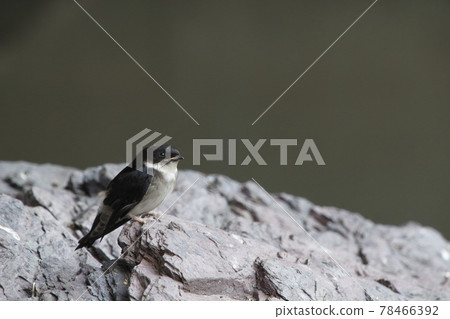 Swallow chicks that fell from the nest (fledged vina) 78466392