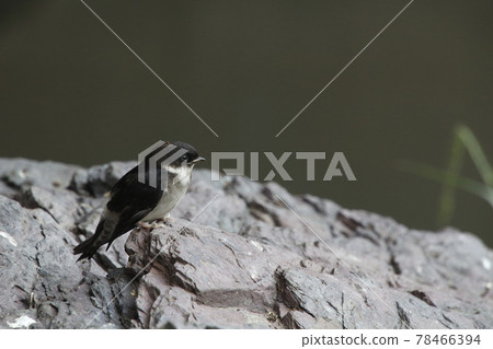 Swallow chicks that fell from the nest (fledged vina) 78466394