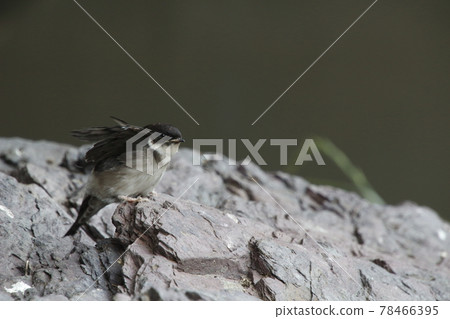 Swallow chicks that fell from the nest (fledged vina) 78466395