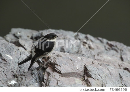 Swallow chicks that fell from the nest (fledged vina) 78466396
