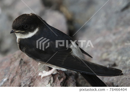 燕子從巢中掉下來（羽化的葡萄） 78466404