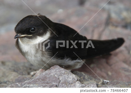 燕子從巢中掉下來(羽化的葡萄) 燕子從巢中掉下來(羽化的葡萄) 78466407