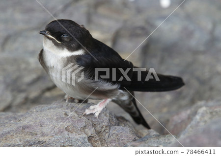 燕子從巢中掉下來（羽化的葡萄） 78466411