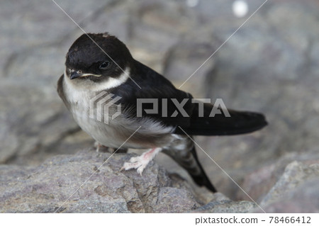 Swallow chicks that fell from the nest (fledged vina) 78466412