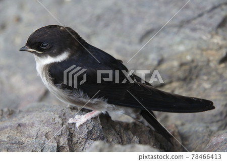 Swallow chicks that fell from the nest (fledged vina) Swallow chicks that fell from the nest (fledged vina) 78466413
