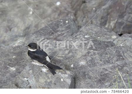 Swallow chicks that fell from the nest (fledged vina) Swallow chicks that fell from the nest (fledged vina) 78466420