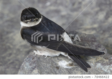 Swallow chicks that fell from the nest (fledged vina) 78466422