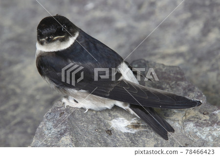 Swallow chicks that fell from the nest (fledged vina) Swallow chicks that fell from the nest (fledged vina) 78466423