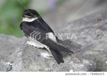 Swallow chicks that fell from the nest (fledged vina) Swallow chicks that fell from the nest (fledged vina) 78466425