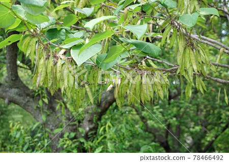 Hanazu的果實 Hanazu的果實 78466492