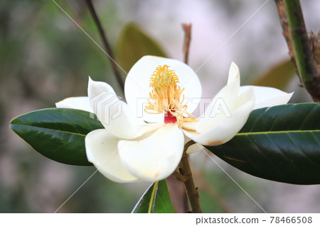 Magnolia magnolia in bloom Magnolia magnolia in bloom 78466508