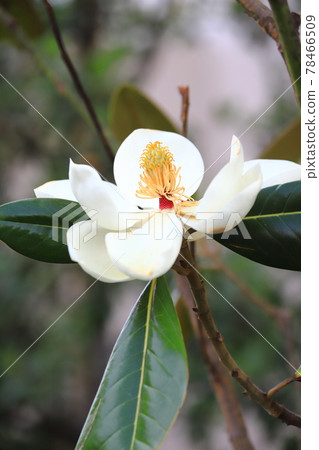盛開的玉蘭花 78466509