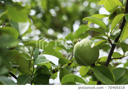 Blue cute quince fruit 78466816