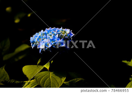 Hydrangea blue 78466955