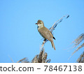 Oriental reed warbler perching on dead pampas grass 78467138