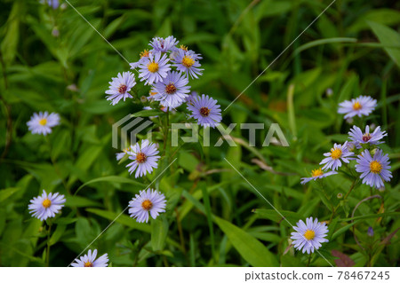 New York aster in the autumn field 78467245